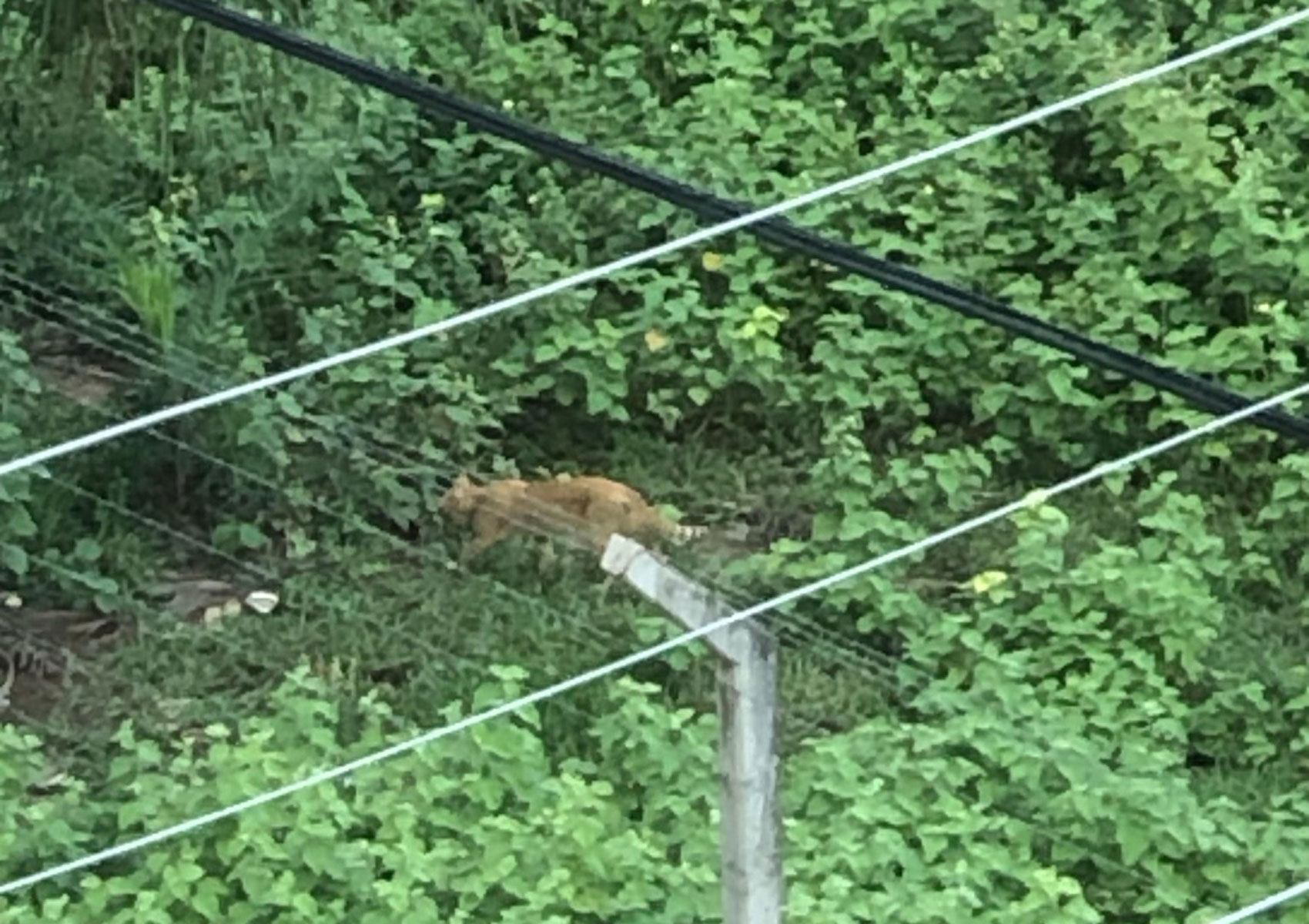 puma.jpg