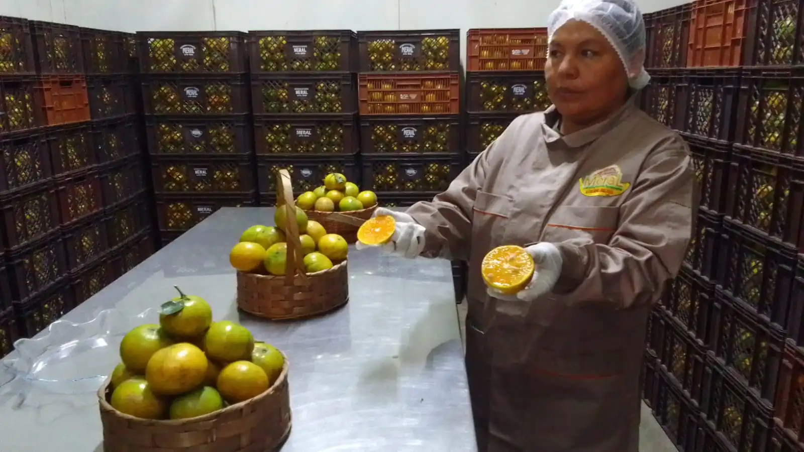 Se incluirán frutas de temporada en las raciones. Foto: GAMEA.