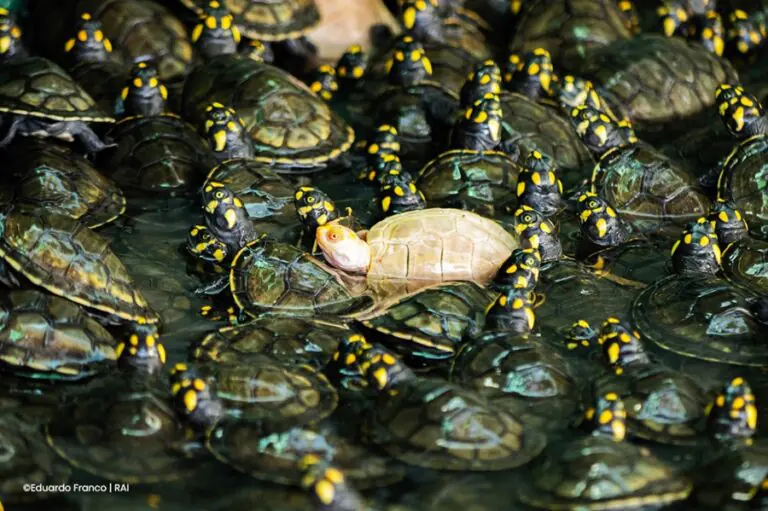 En el país, 15 de 16 especies de tortugas están en peligro de extinción. FOTO: Eduardo Franco (RAI)