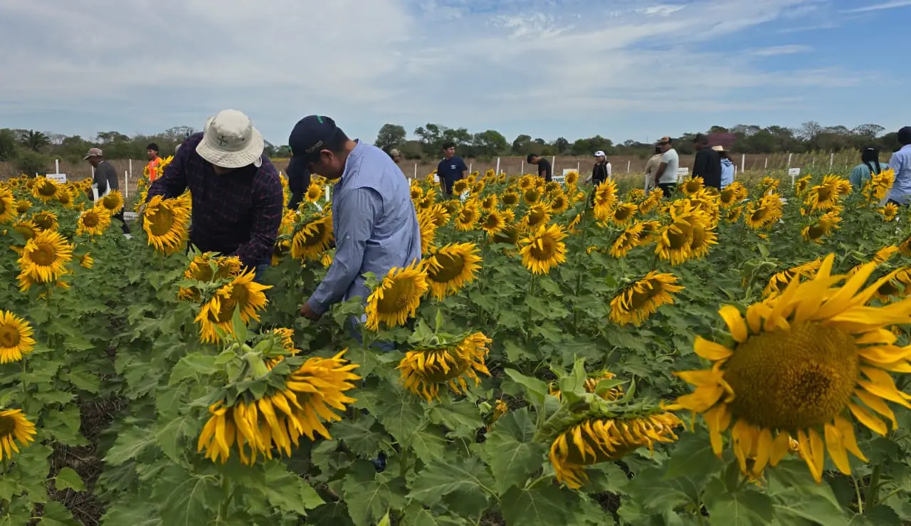 girasol