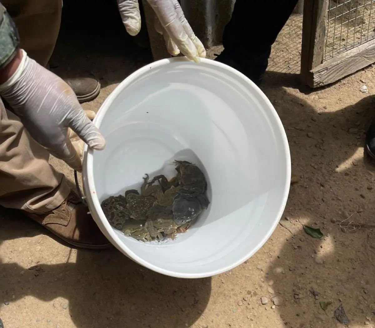 Pofoma y la Fiscalía rescataron 27 ranas gigantes en Huatajata. FOTO: FGE