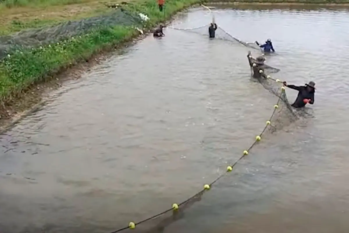 Una piscina del Complejo Piscicola de Chimoré. Foto: Captura de video